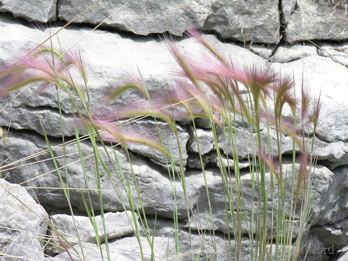 Pink grass