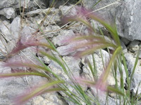 Pink grass