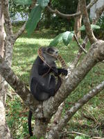 Monkey with seedpod