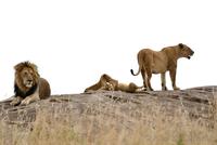 Lioness and lion with cubs