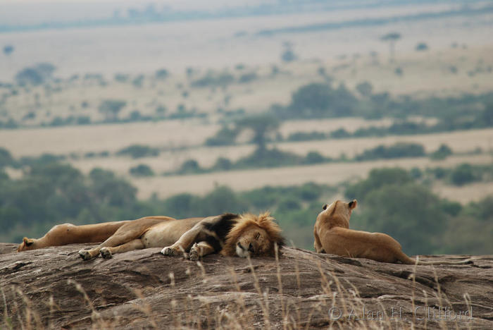 Lions on a rock overlooking the Mara