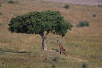 Tree with giraffe