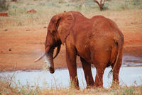 Muddy red elephant drinking