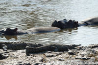 Crocs. ’n’ hippos in the Mara river