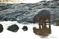 Young Hippopotamus drinking