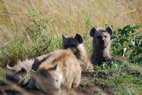 Young Hyenas
