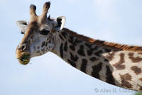 Giraffe chewing