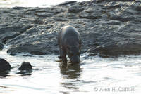 Young Hippopotamus