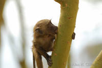 Young monkey climbing tree