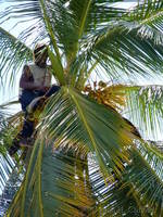 Collecting coconuts