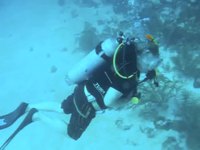 Alan diving at Bell Buoy (movie 1 MB)