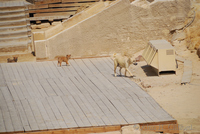 Dogs near the Sphinx