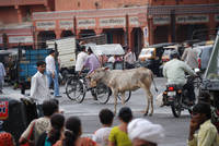 Traffic flows around a cow