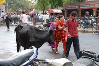 Cow in Tripolia Bazaar, Jaipur