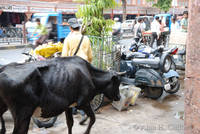 Cow in Tripolia Bazaar, Jaipur