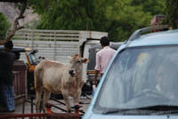 Cow at Chhoti Chaupar