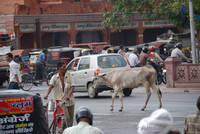 Cow in the traffic at Chhoti Chaupar