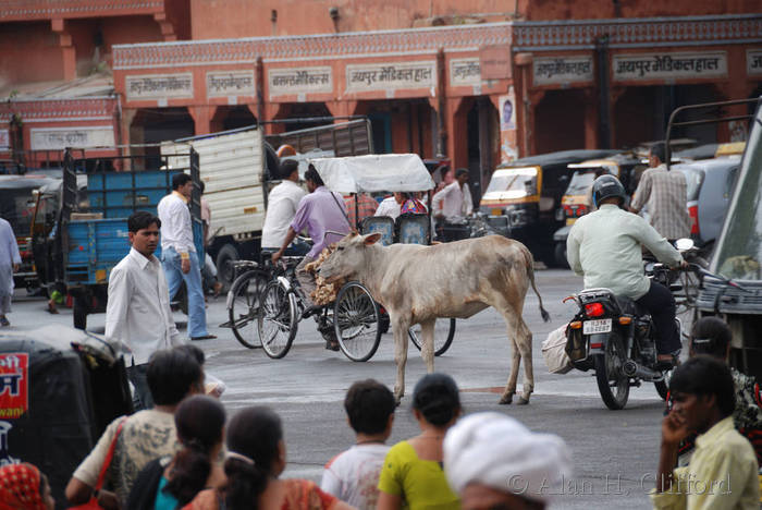 Traffic flows around a cow at Chhoti Chaupar, Jaipur