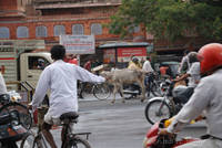 Cow in the traffic at Chhoti Chaupar