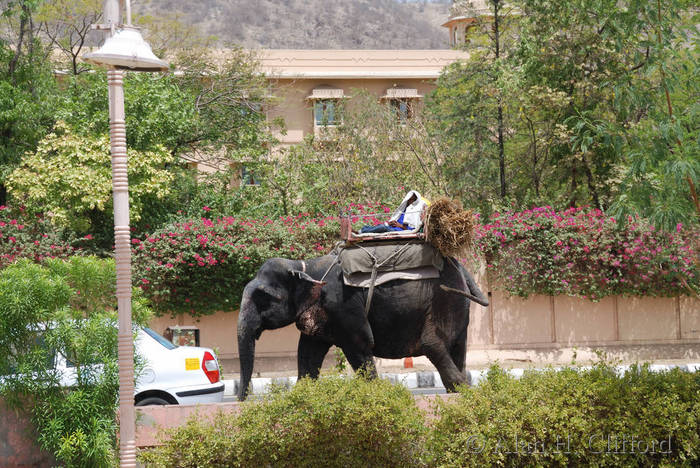 Elephant near the Jal Mahal, Jaipur
