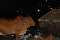 Cow on Mirza Ismail Road, Jaipur