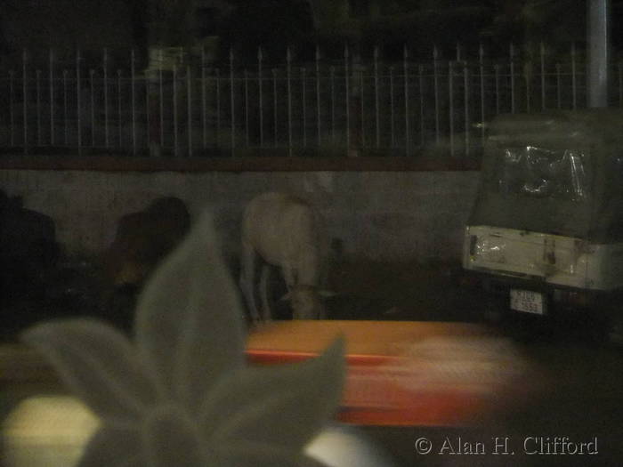 Cow on Mirza Ismail Road, seen through a restaurant window