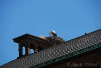 Stork and nest, Parc de l’Orangerie, Strasbourg