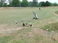 Golf course ducks