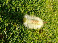Pale Tussock on the 9th green