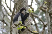 Colobus monkey at the Trout Tree Restaurant