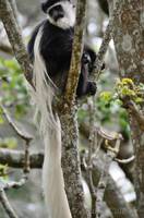 Colobus monkey at the Trout Tree Restaurant