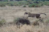 Cheetah leaping