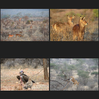 Samburu Photographs