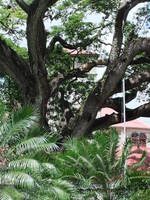 Samaan tree in Derek Walcott Square