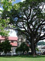 Samaan tree in Derek Walcott Square