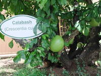 Calabash tree