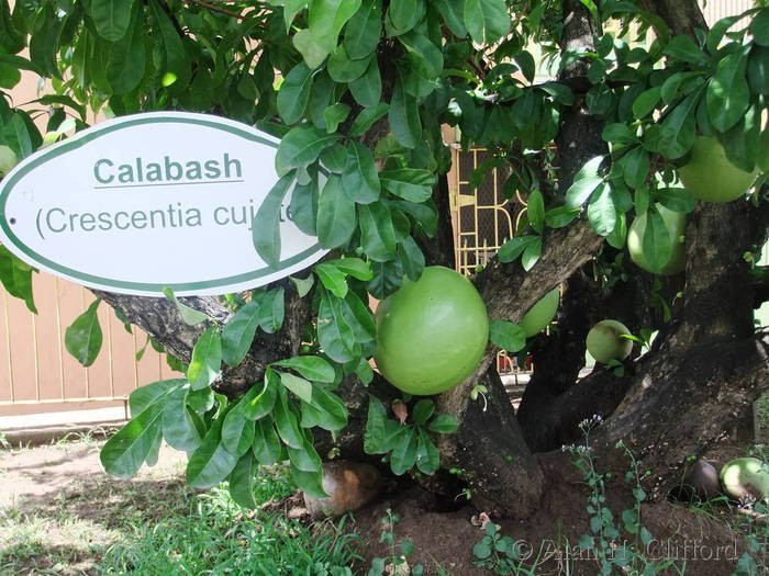 Calabash tree