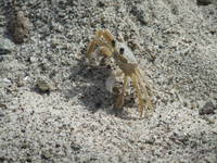 Crab at Pitons Bay
