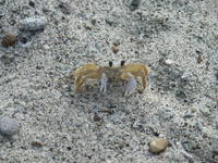 Crab at Pitons Bay