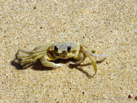 Crab at Bathsheba