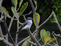 Grey Kingbird