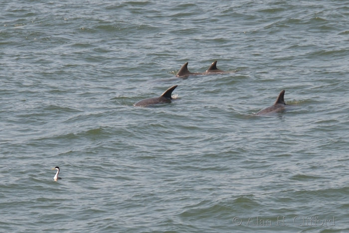 Dolphins near Venice Pier