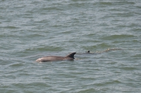 Dolphins near Venice Pier