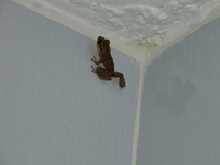 Frog in the bathroom