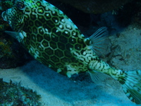 Honeycomb Cowfish