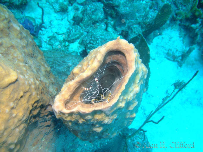 Banded Coral Shrimps in a Sponge