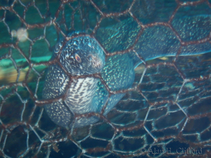 Spotted Moray in fishing cage