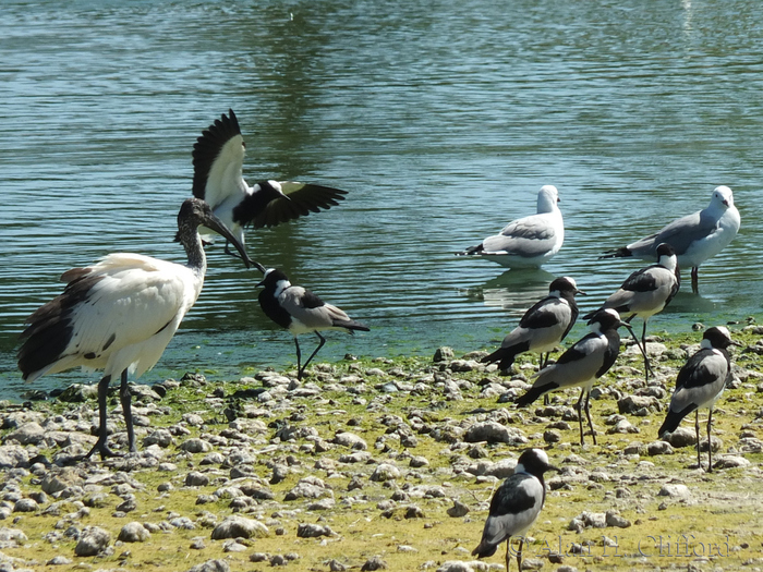 Birds at Langebaan Country Estate