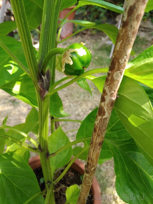 Figs in the garden