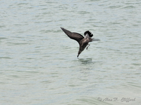 Gull diving
